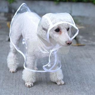 Fall Doggy Collection