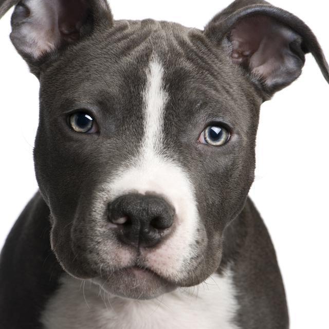 PitBull