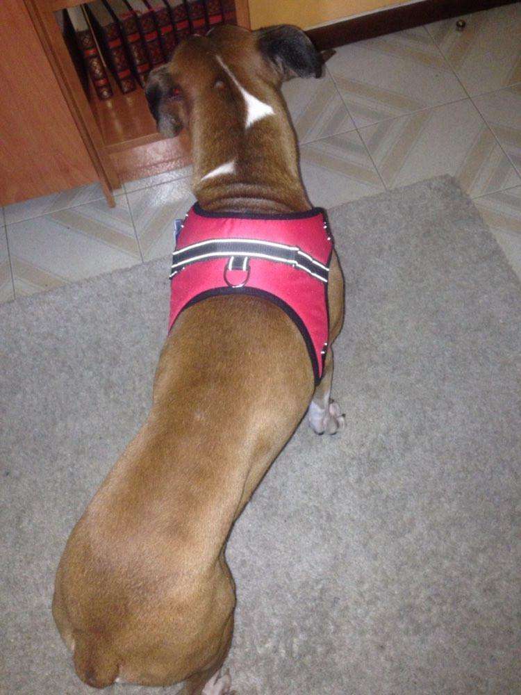 Outdoor Adjustable Dog Harness
